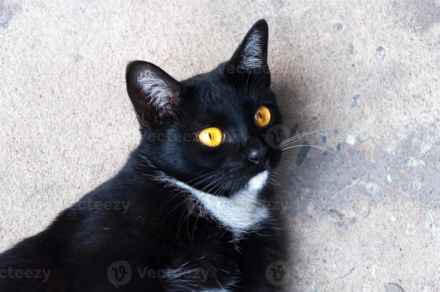 Bombay zwart kat geel oog kom tot rust Aan verdieping foto