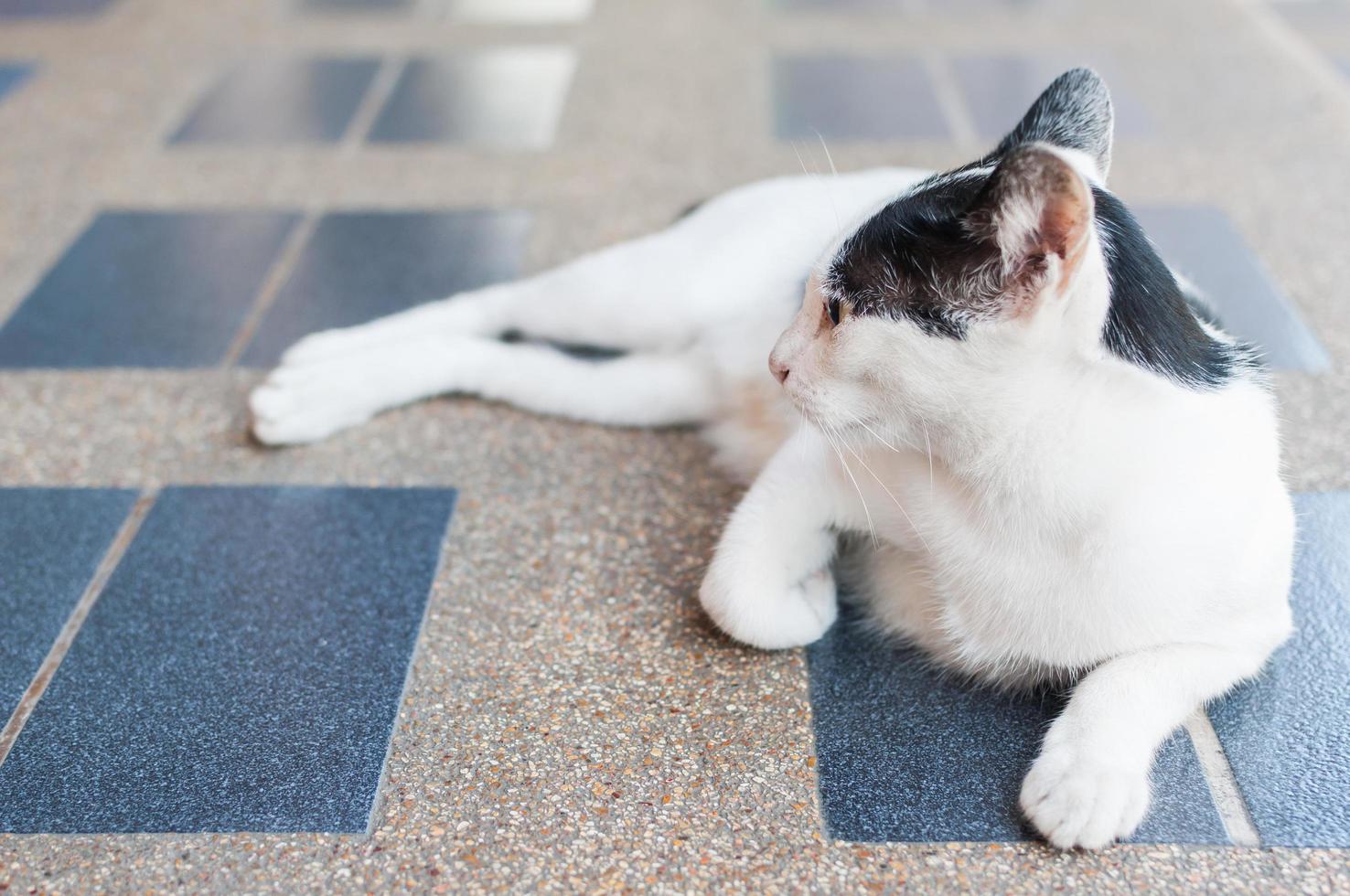 zwart en wit Azië kat Aan betegeld vloer, selectief focus Aan haar oog foto