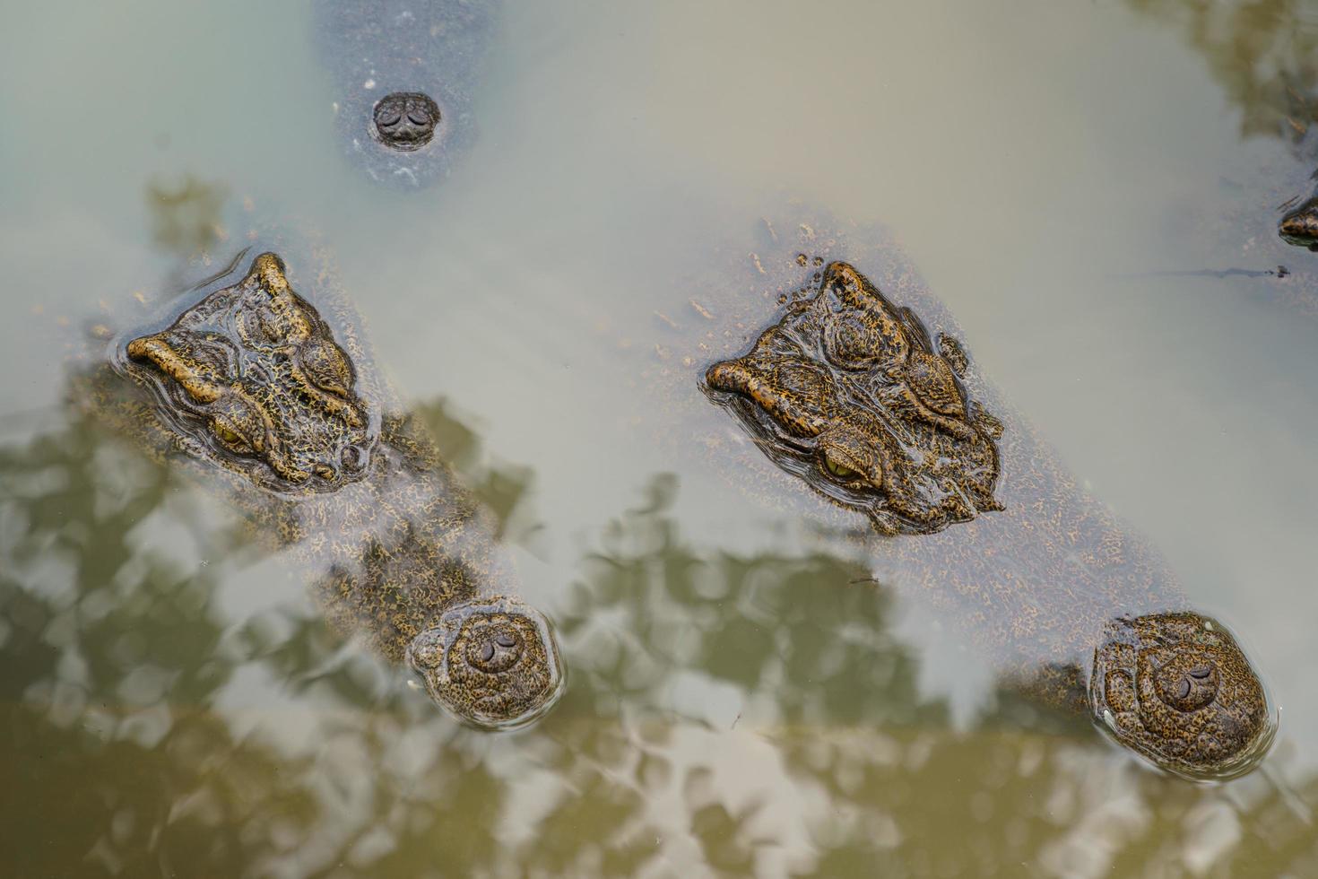 hoofd close-up van een grote zoetwaterkrokodil in het bos foto