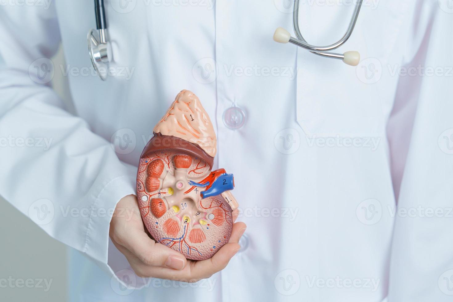 dokter Holding anatomisch nier bijnier klier model. ziekte van urine- systeem en stenen, kanker, wereld nier dag, chronisch nier, urologie, nefritis, nier- en transplantatie concept foto