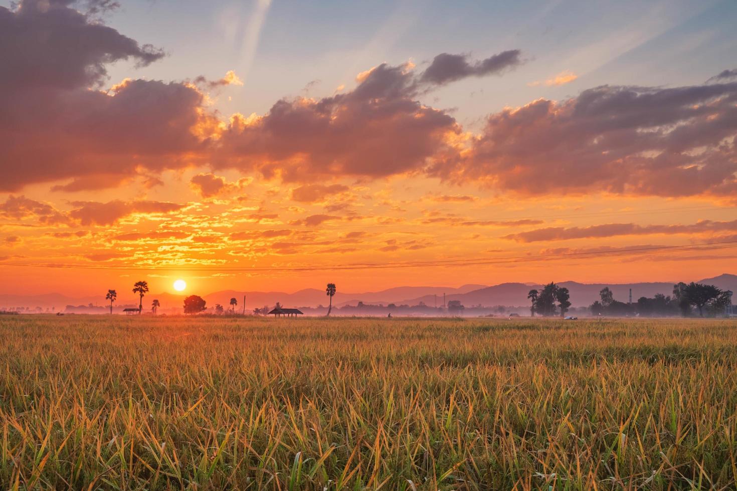 zonsondergang over een rijstveld foto