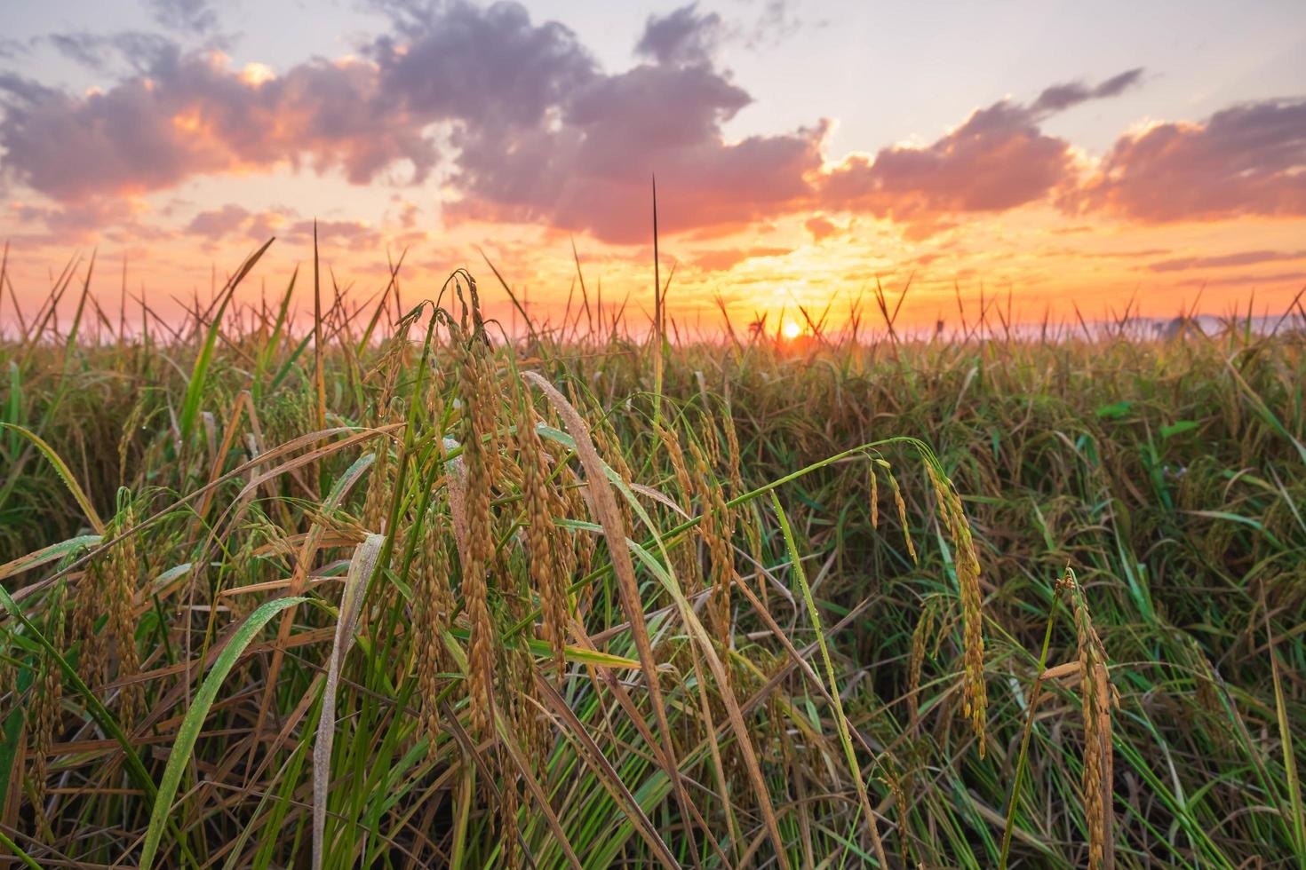 rijstveld bij zonsondergang foto