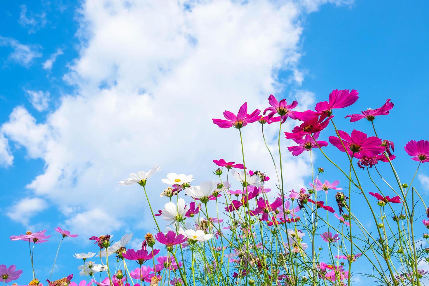 kosmosbloemen en blauwe hemel foto