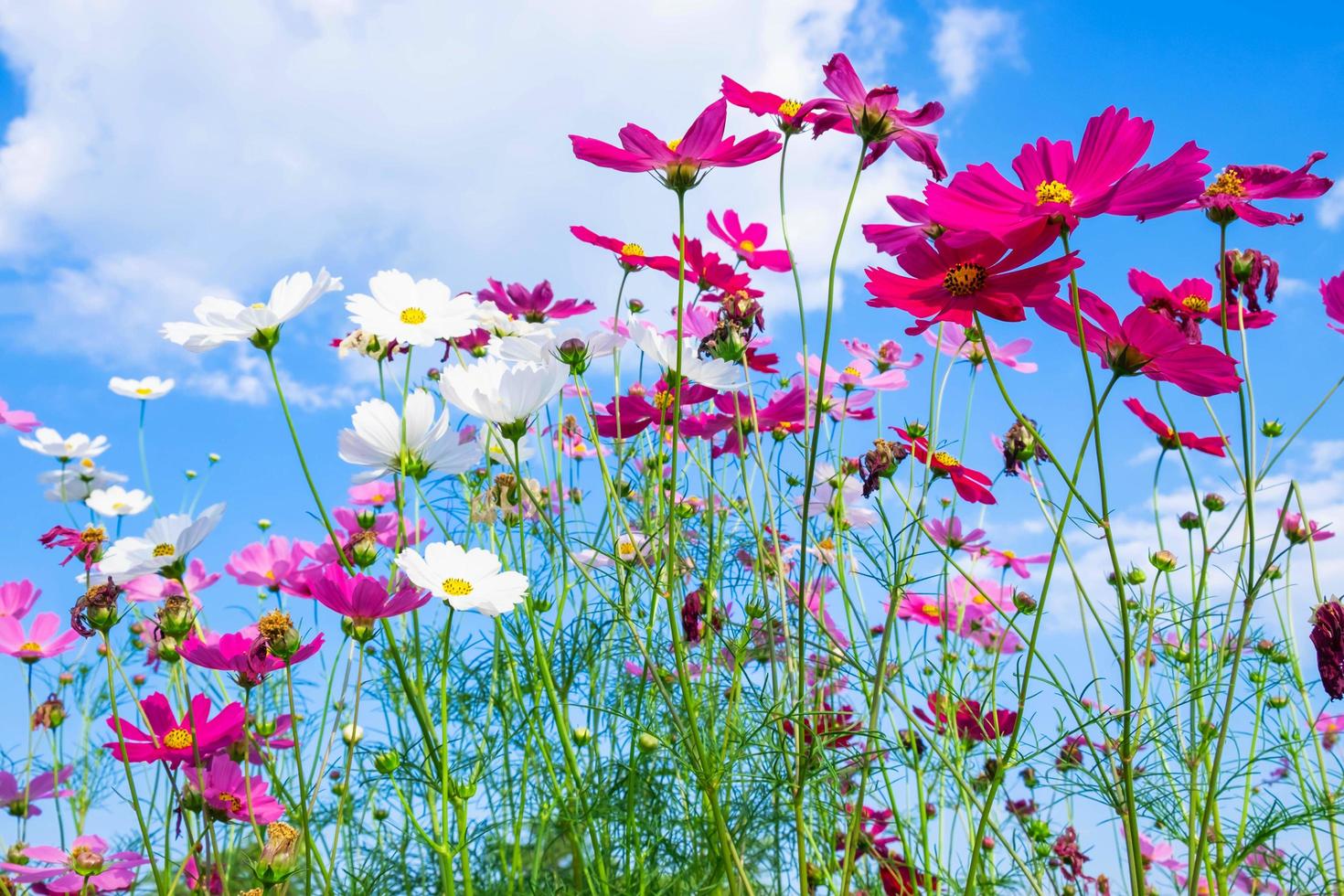 heldere kosmosbloemen foto