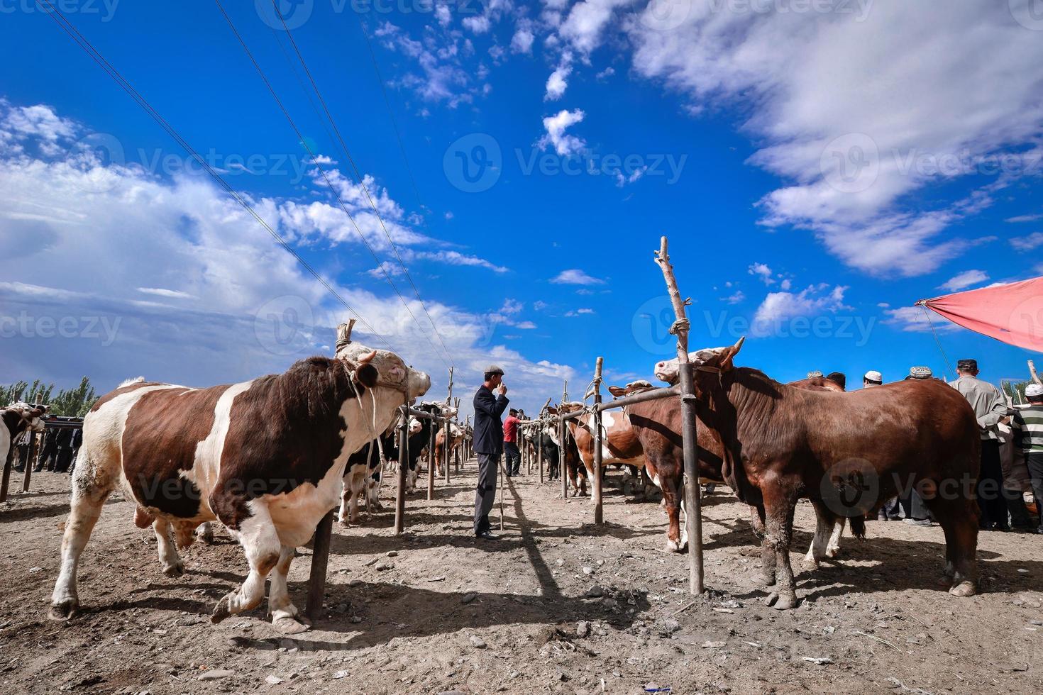 vee aan het wachten voor handel in de vee en schapen bazaar in xinjiang foto