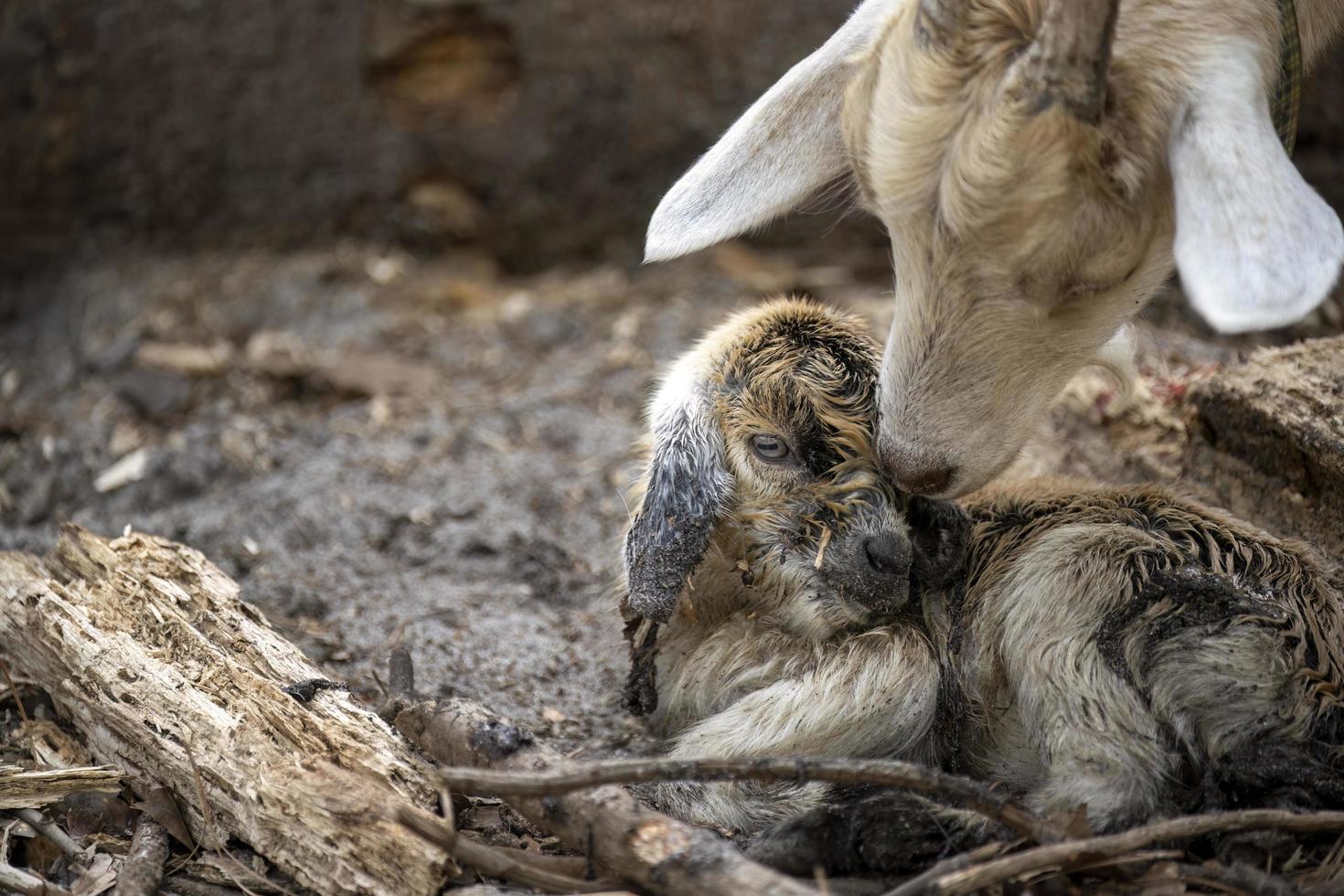 een pasgeboren bruin baby geit en haar moeder foto