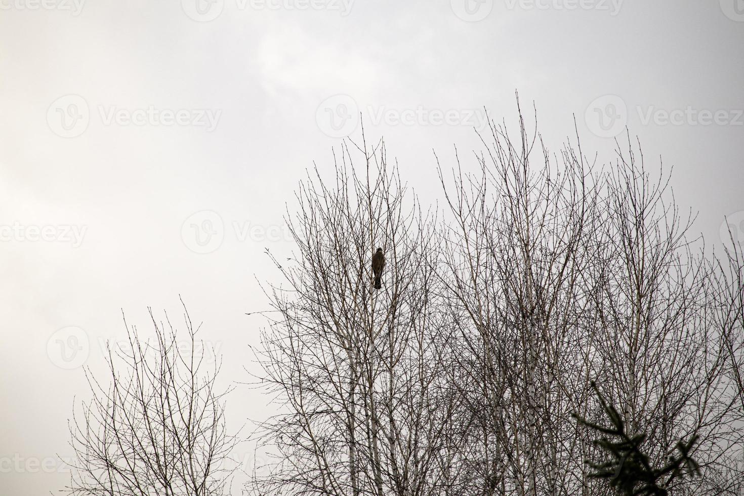 gaai vogel silhouet zittend in de dun top takken van bomen tegen een Doorzichtig helder wit lucht in voorjaar park foto