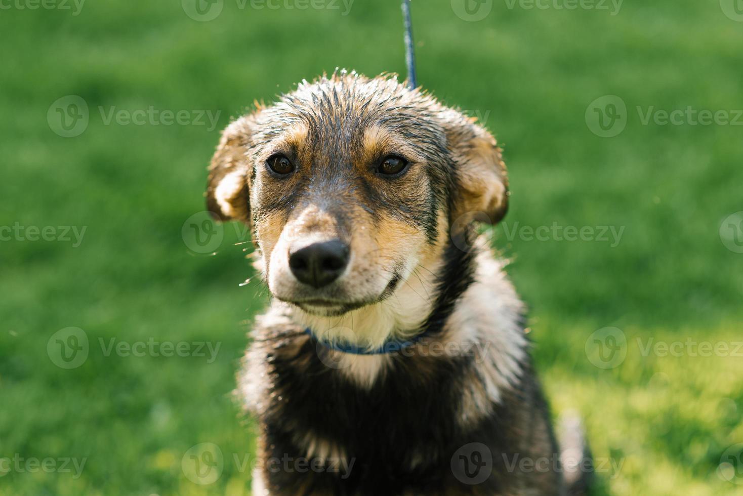 portret van een zwart en rood hond puppy Aan de groen gras foto