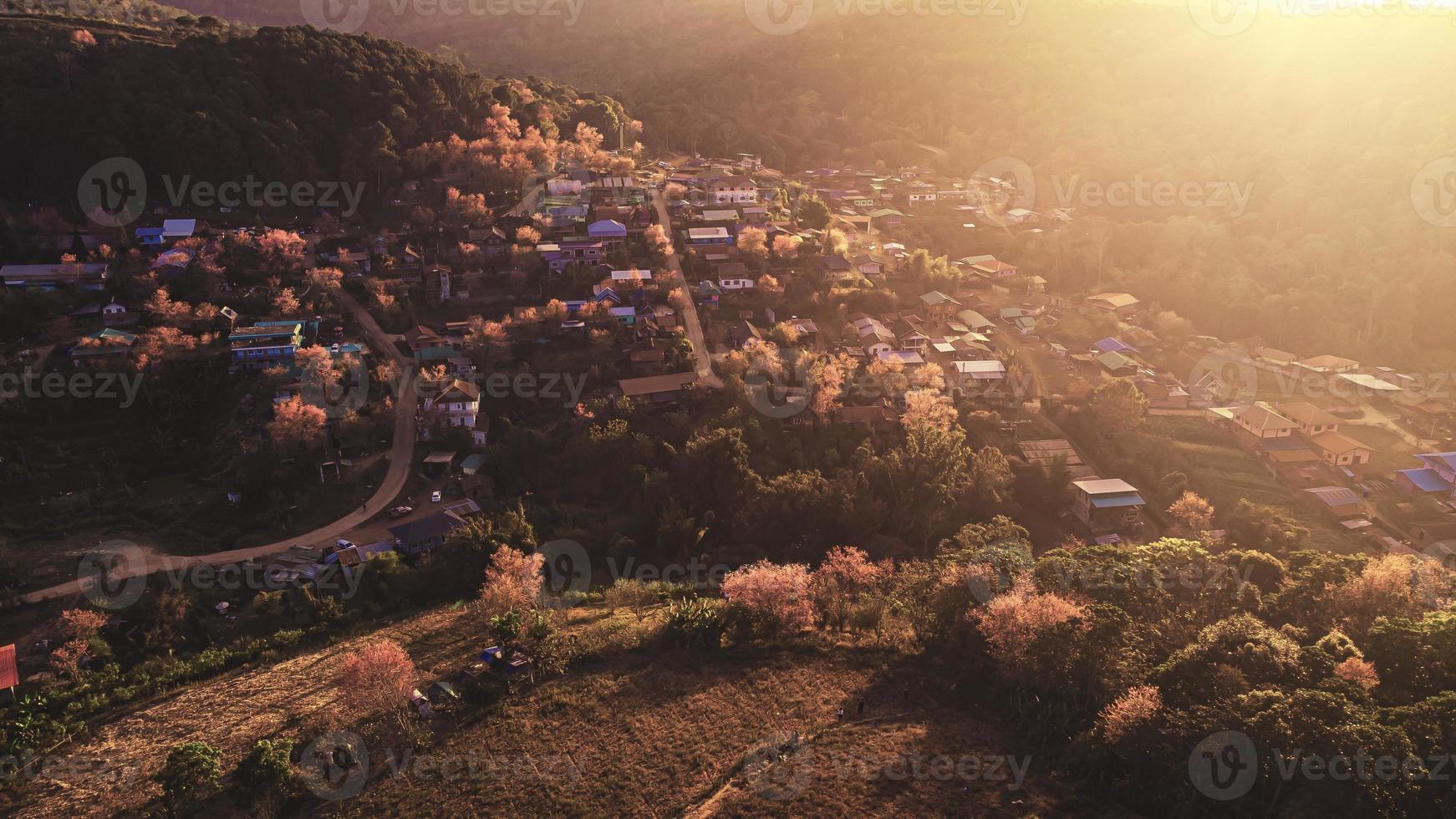 landschap van mooi wild himalayan kers bloeiend roze prunus cerasoides bloemen Bij phu lom zie loei en phitsanulok van Thailand foto