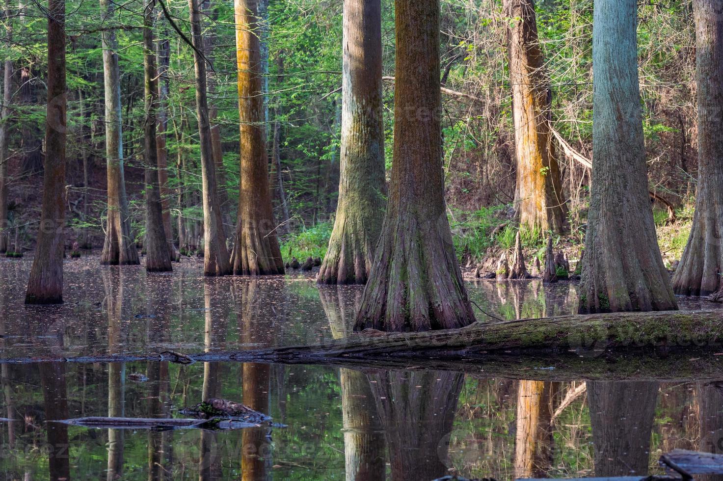 een Woud van cipres bomen groeit in een moeras. foto