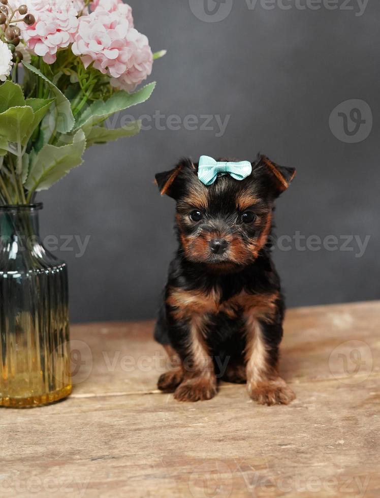 een schattig, pluizig jokshire terriër puppy zittend Aan een houten tafel. poseren Aan camera. de puppy heeft een blauw boog Aan haar hoofd, een vaas met roze bloemen staat dichtbij Aan zwart achtergrond foto