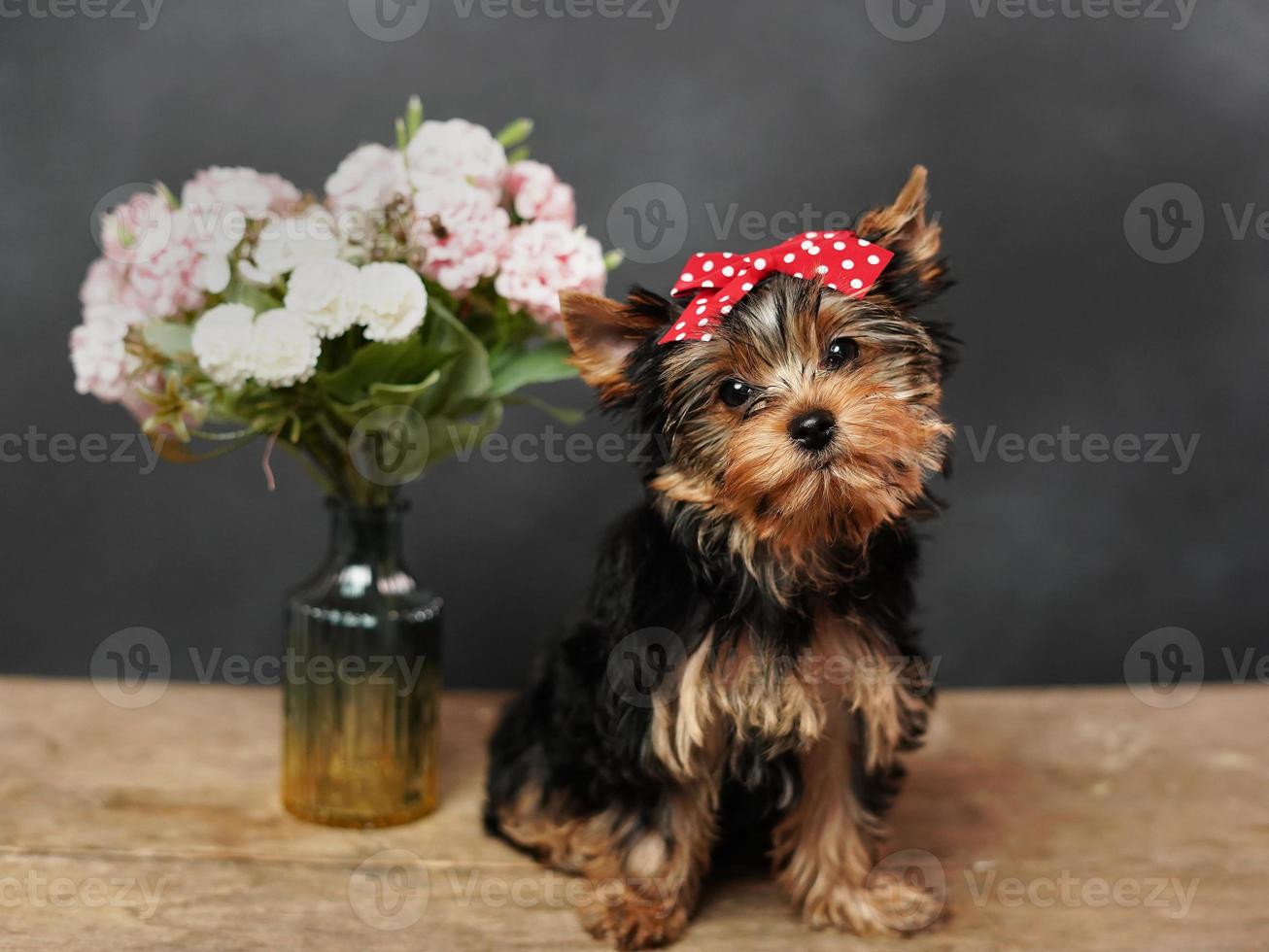 een schattig, pluizig jokshire terriër puppy zit Aan een houten tafel, poseren Aan camera. de puppy heeft een rood boog Aan haar hoofd, een vaas met roze bloemen staat dichtbij foto