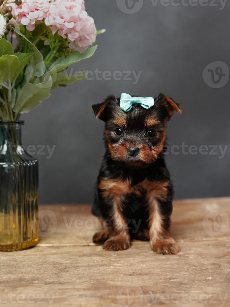 een schattig, pluizig jokshire terriër puppy zittend Aan een houten tafel. poseren Aan camera. de puppy heeft een blauw boog Aan haar hoofd, een vaas met roze bloemen staat dichtbij Aan zwart achtergrond foto