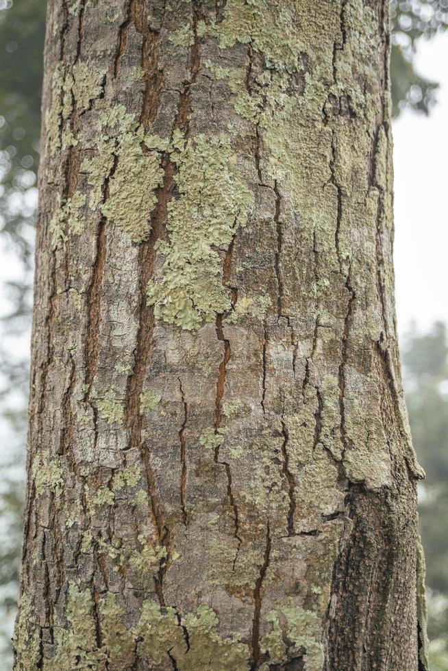 structuur en oppervlakte van boom romp van lokaal hout Indonesië. de foto is geschikt naar gebruik voor natuur achtergrond en natuur poster.