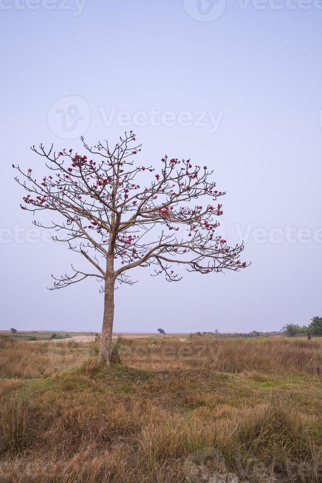 bombax ceiba boom met rood bloesem bloemen in de veld- onder de blauw lucht foto