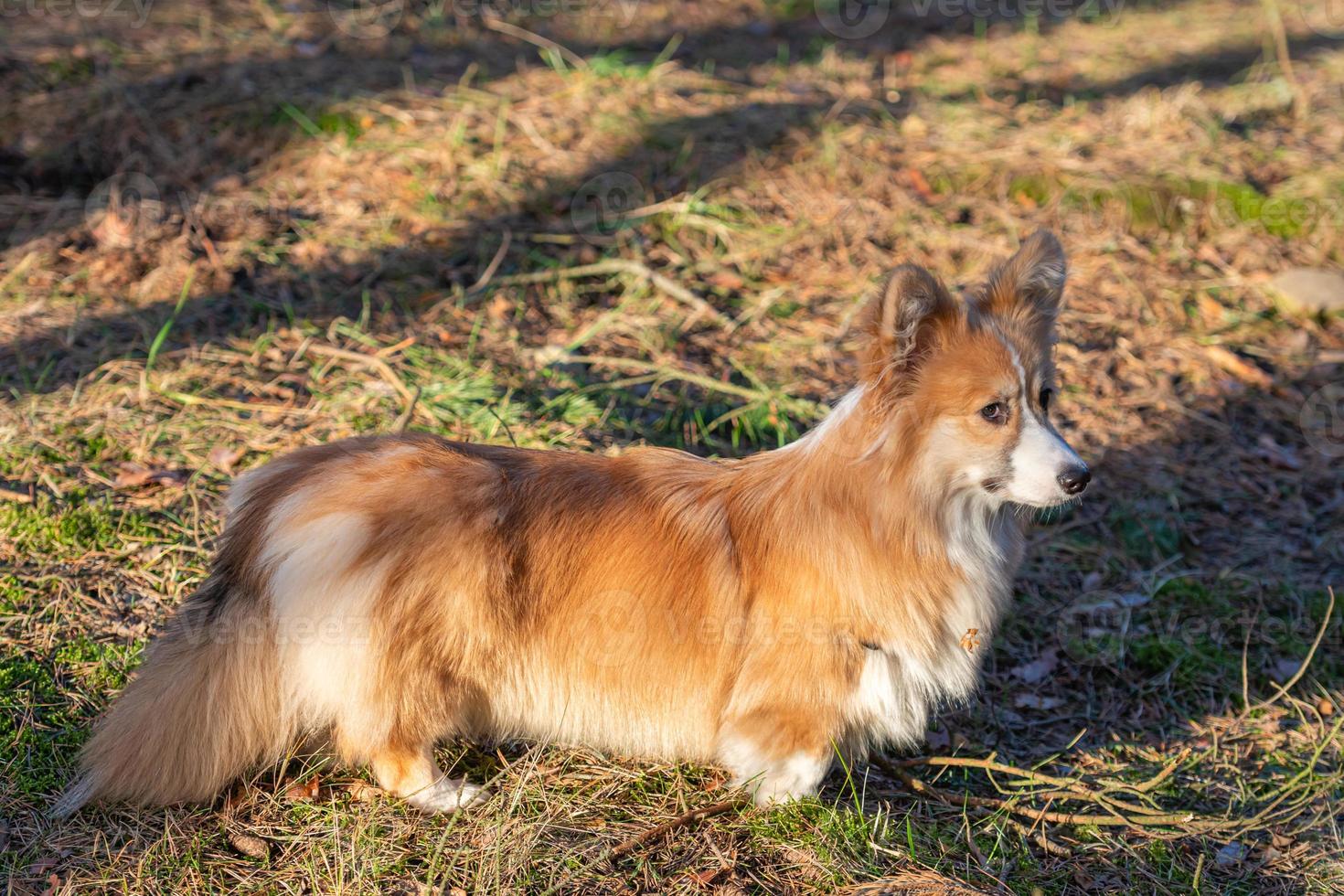 welsh corgi puppy wandelingen door het bos in de lente op een zonnige dag foto