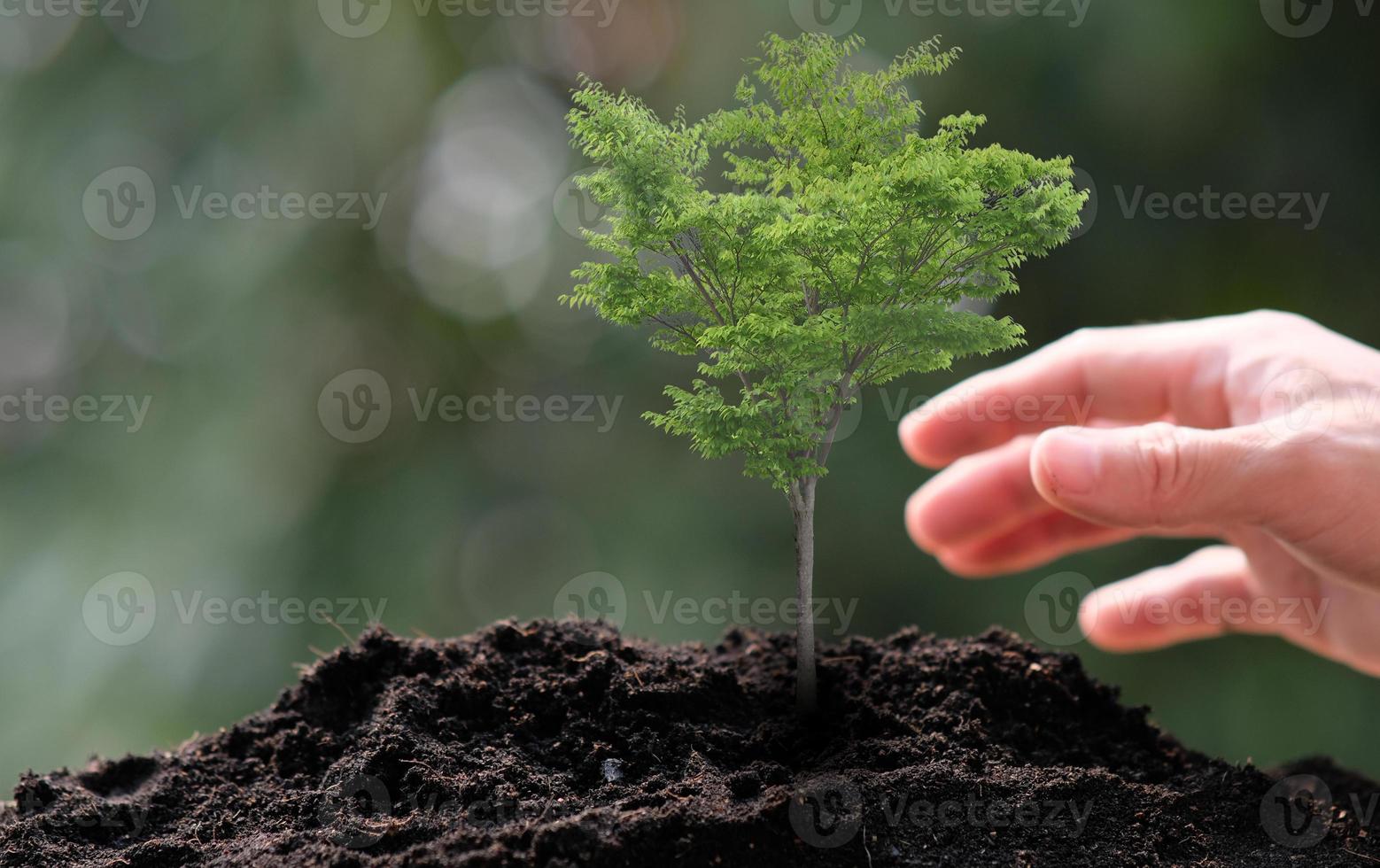 kleine boom groeit op groene achtergrond foto