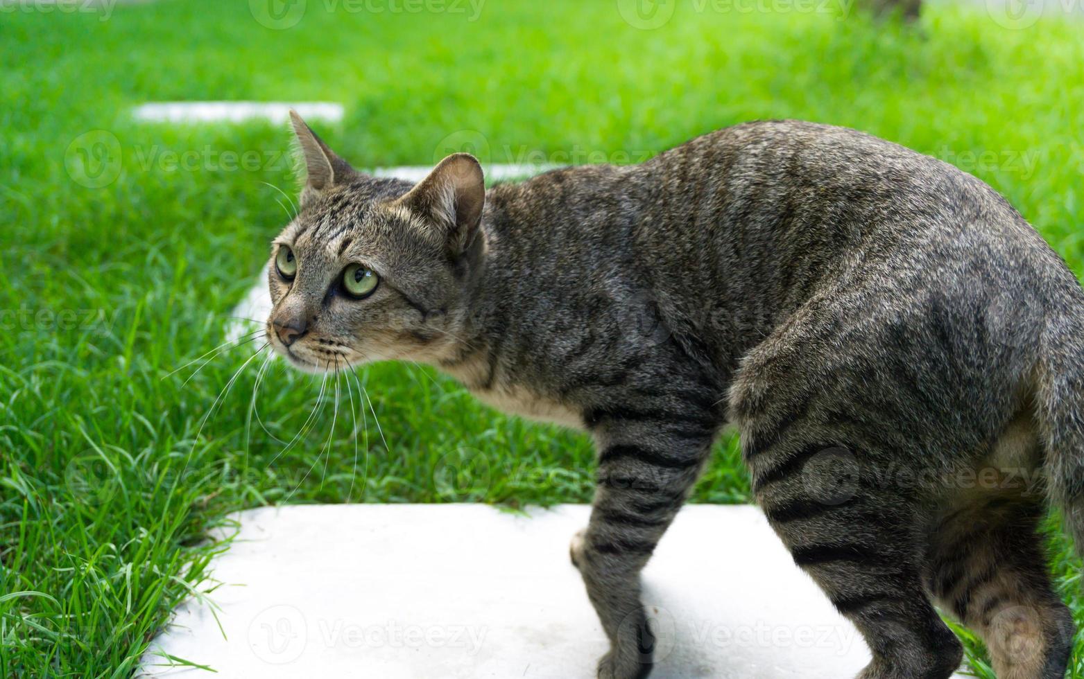 mooi kat met ogen op zoek Aan groen gras, bruin schattig kat, kat liegen, speels kat ontspannende vakantie foto