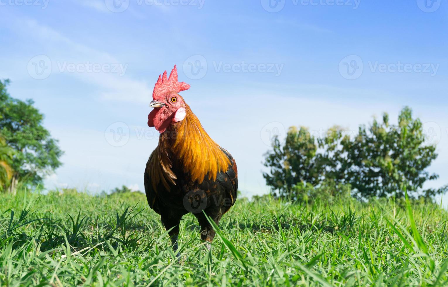 mooi haan pik Aan natuur achtergrond, boerderij dieren foto