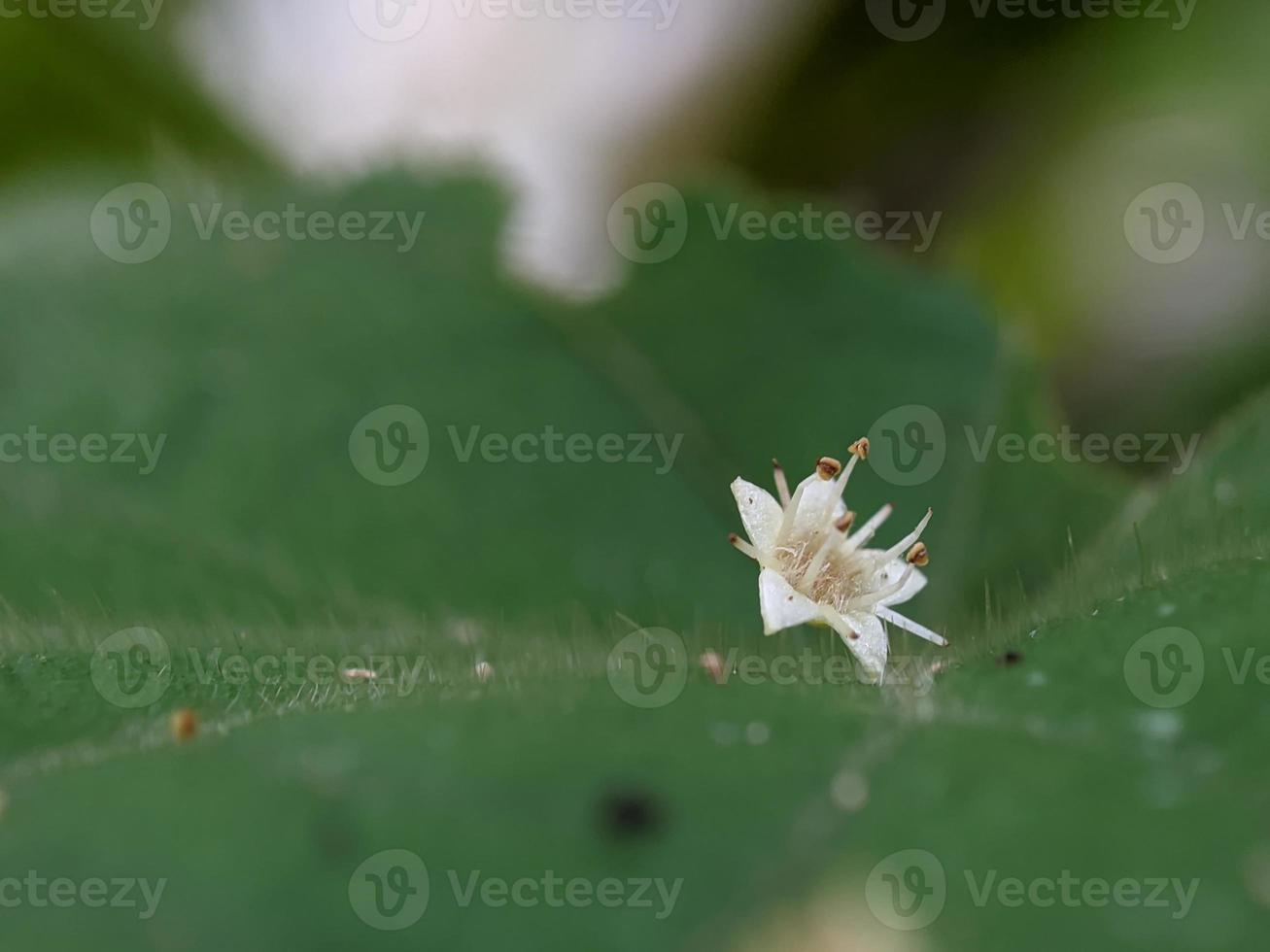 detailopname foto van bloemen