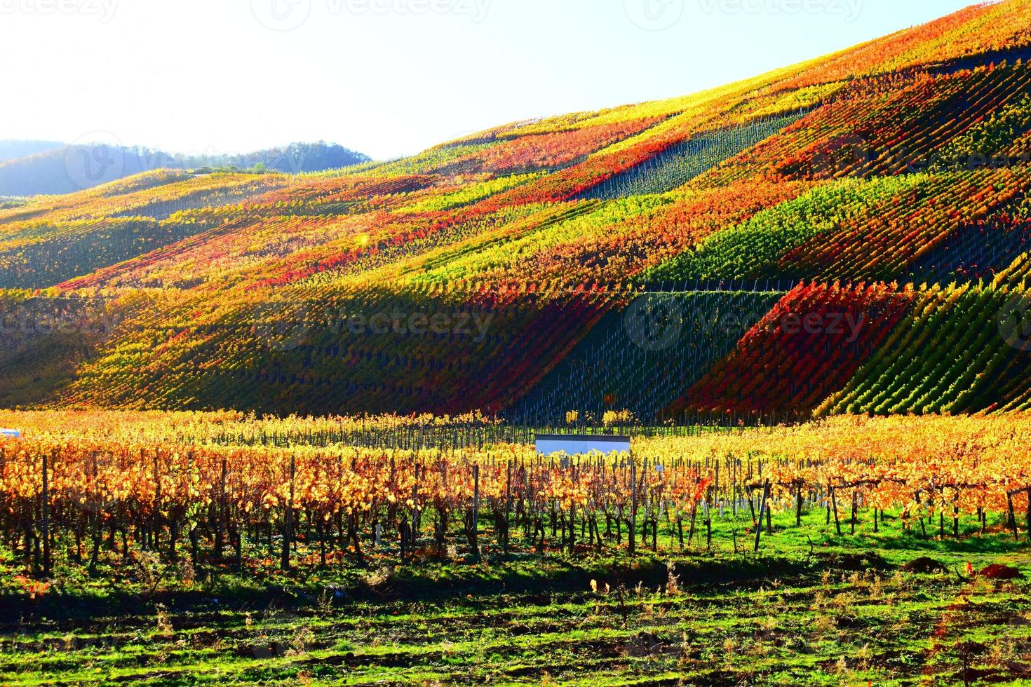 herfst gekleurde wijngaarden in ahr vallei foto