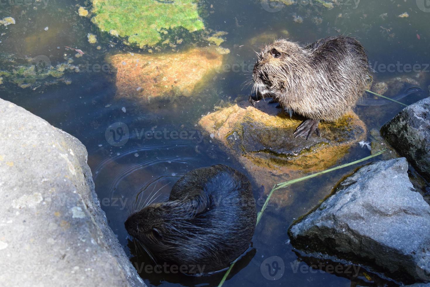 twee nutriënten, een aan het eten een schoonmaak vacht foto