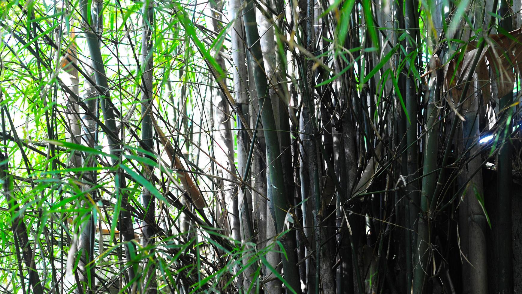 bamboe boom takken, flora in natuur, natuurlijk omgeving, achtergrond sjabloon afbeeldingen foto