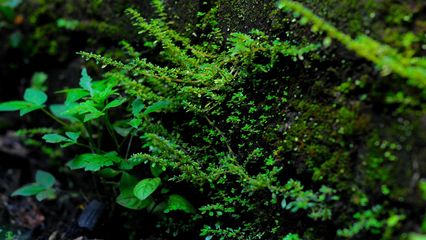 groen varen bladeren in de Woud, close-up.flora natuur zomer, achtergrond afbeeldingen foto