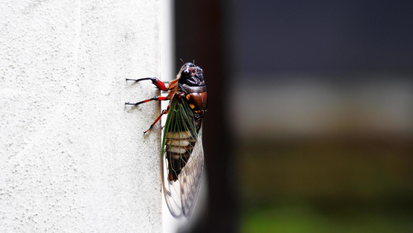 detailopname visie van insect Bij natuur Aan een wit achtergrond behang afbeeldingen foto