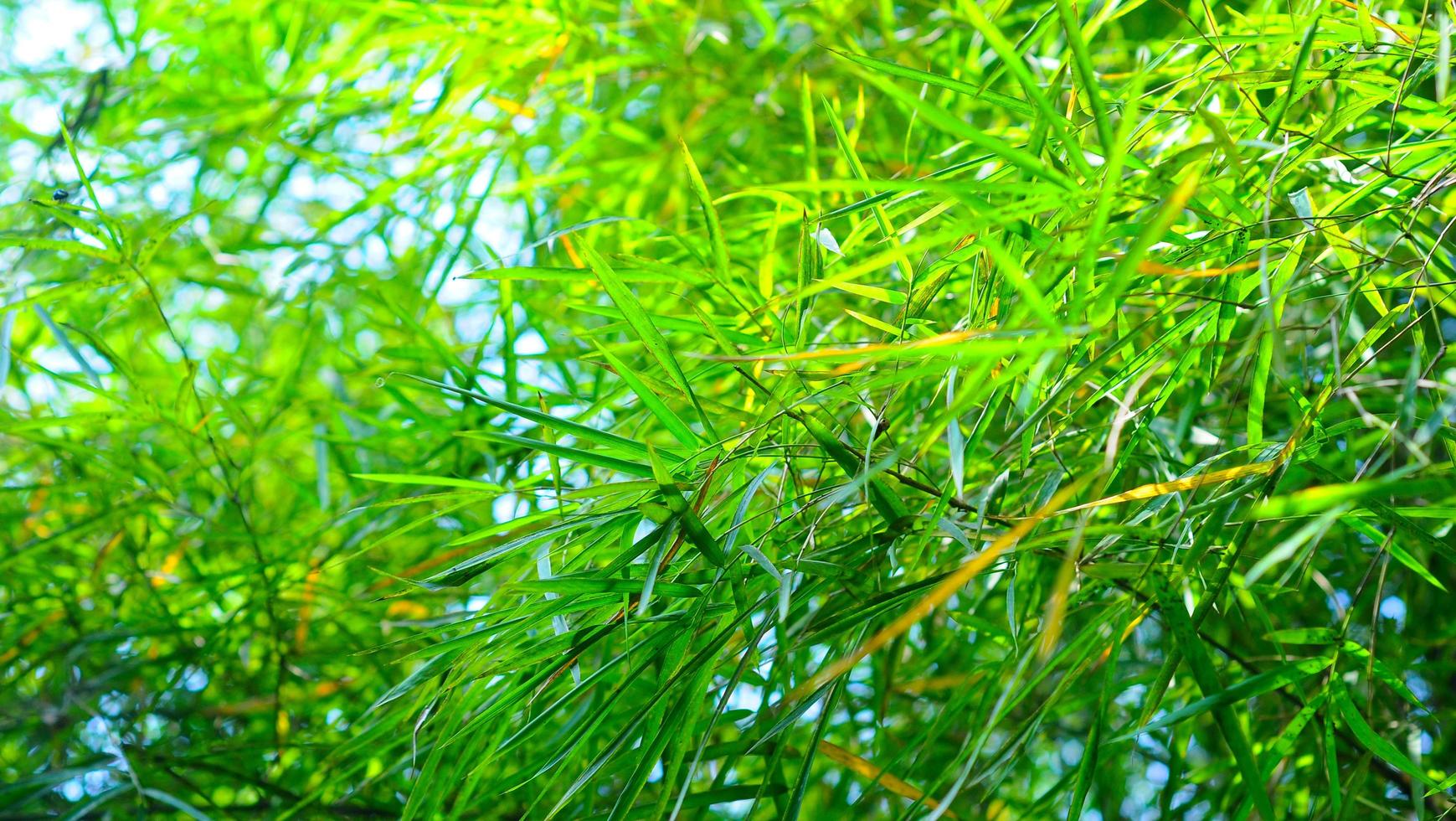 groen gras achtergrond textuur, bamboe blad behang afbeeldingen. foto