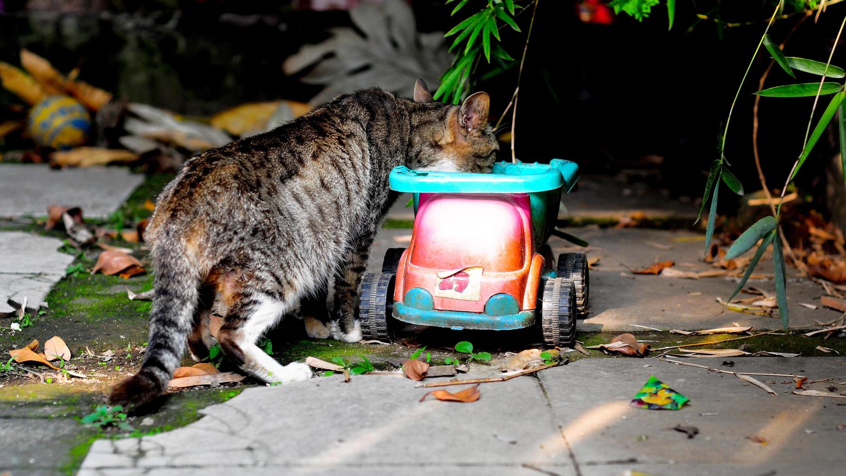 schattig kat zittend Aan de auto speelgoed drinken van de huis in de park achtergrond afbeeldingen foto