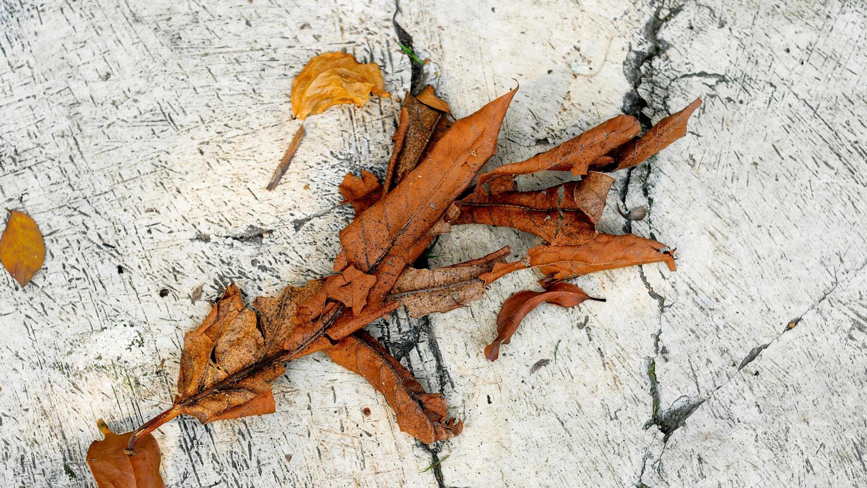 herfst bladeren Aan steen achtergrond. oud gekweld droog esdoorn- blad muur foto