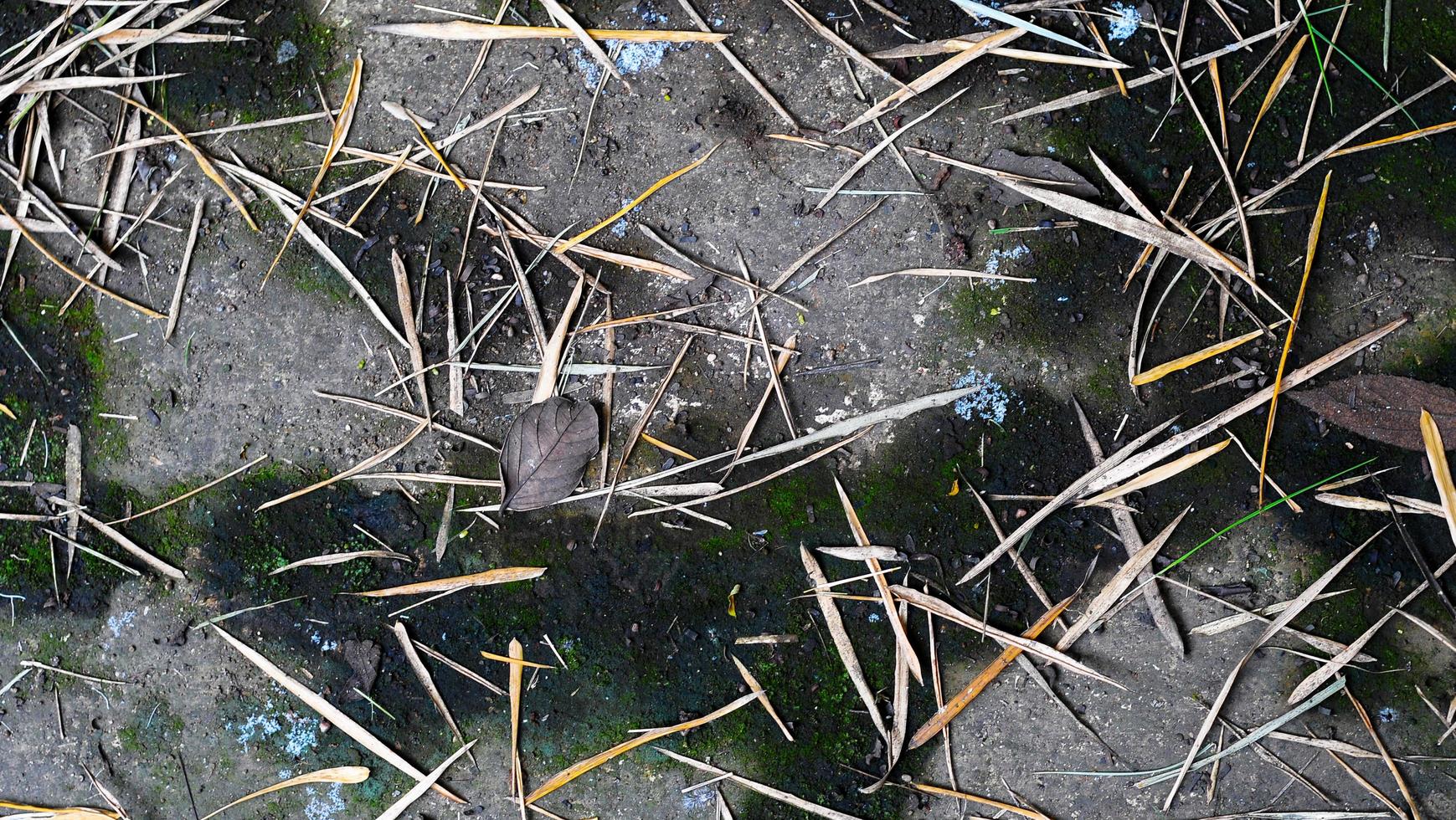 droog fabriek vertrekken gras en mos. dood blad structuur achtergrond afbeeldingen foto