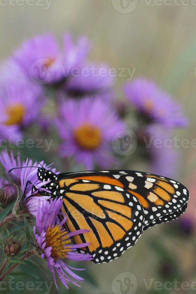 monarch vlinder Aan nieuw Engeland aster foto