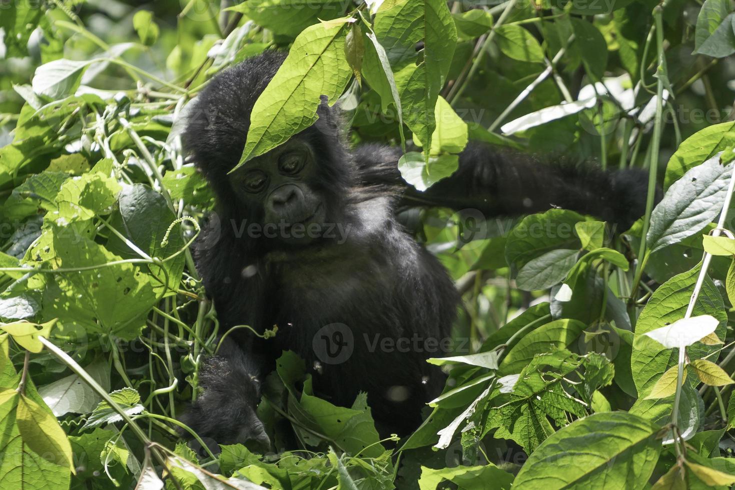 een baby berg gorilla in de Oegandees oerwoud. foto