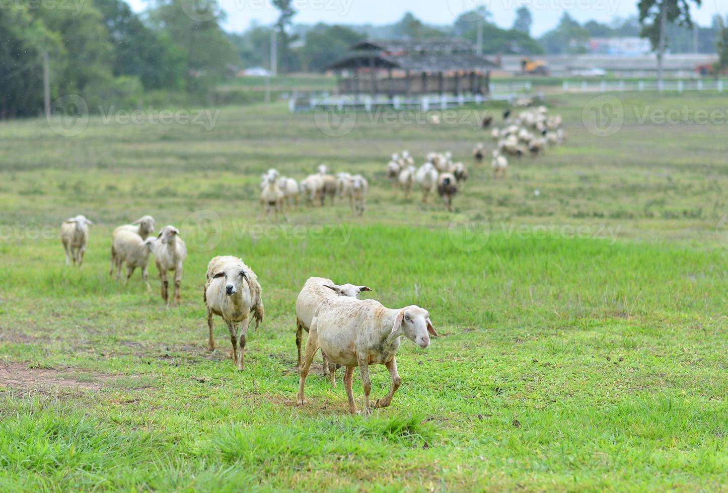 schapen in een weiland foto