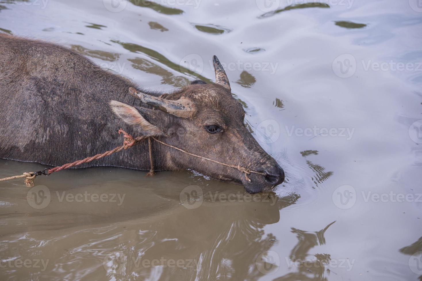 buffel is spelen water, Thailand foto