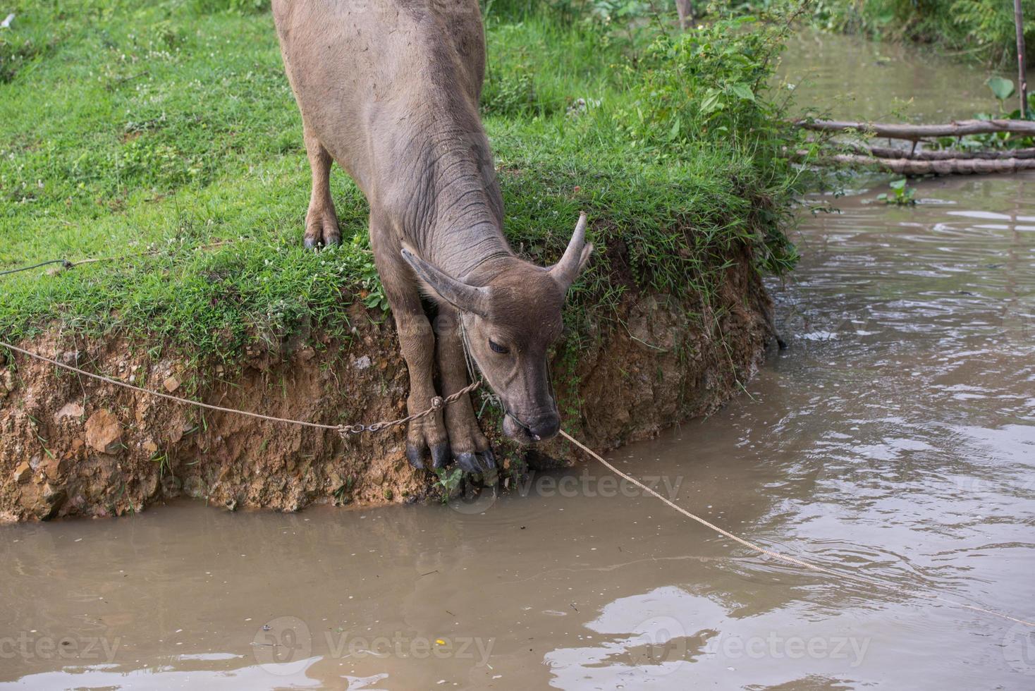 buffel is spelen water, Thailand foto