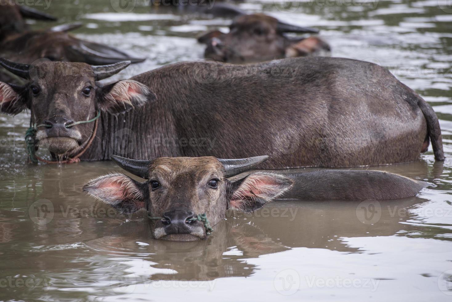 een groep van buffel zijn spelen water, Thailand foto