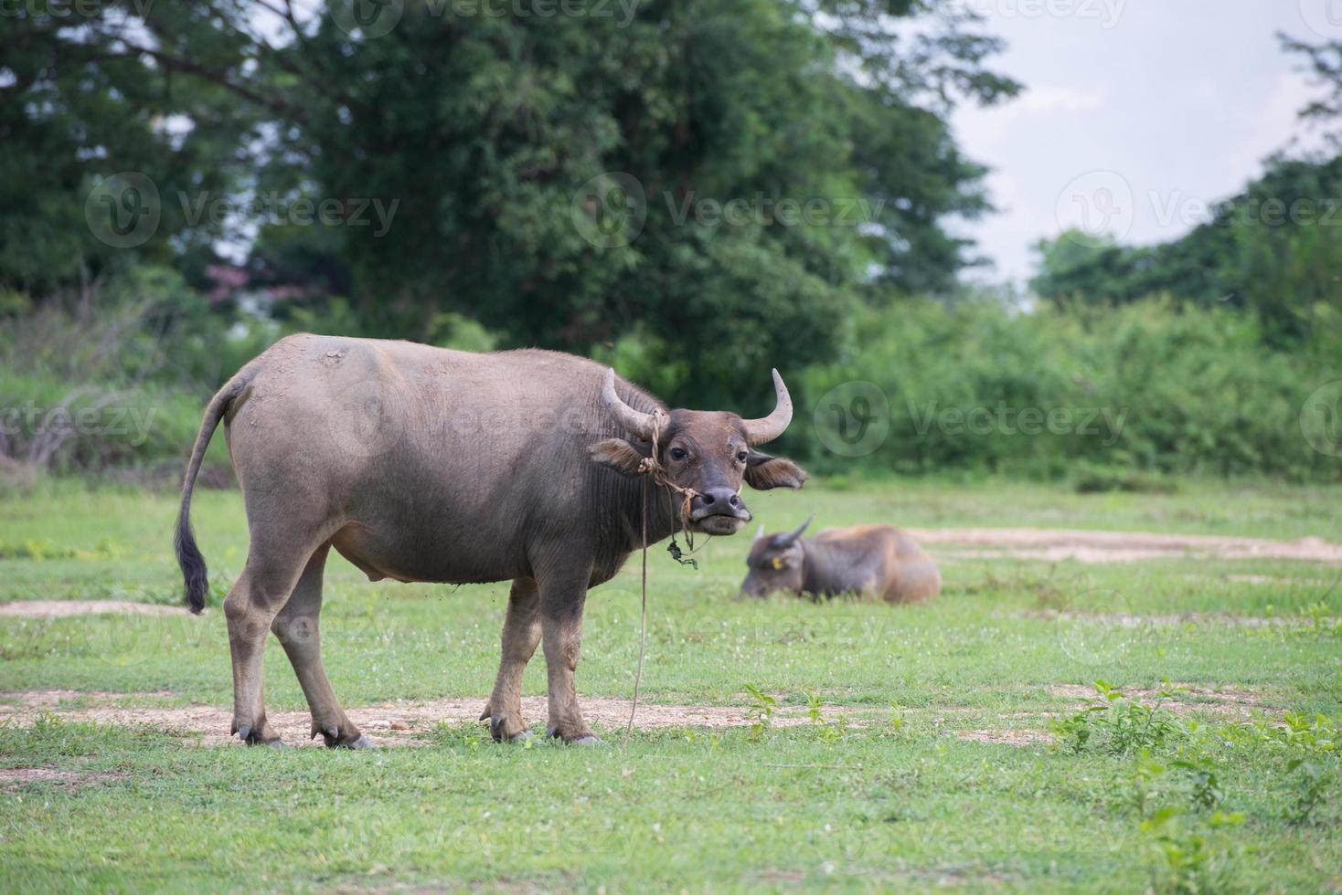 buffel in veld, Thailand 6 foto