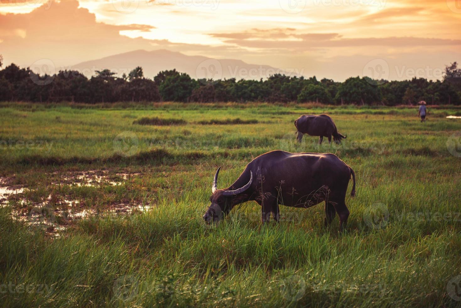 buffel in een veld- en zonsondergang foto