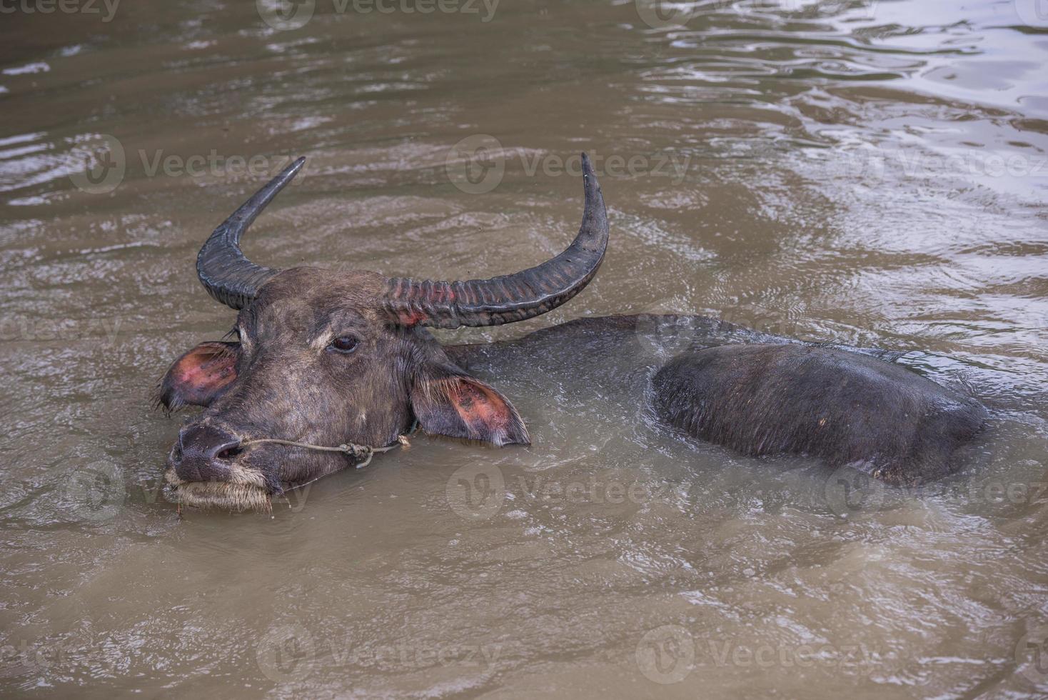 buffel is spelen water, Thailand foto