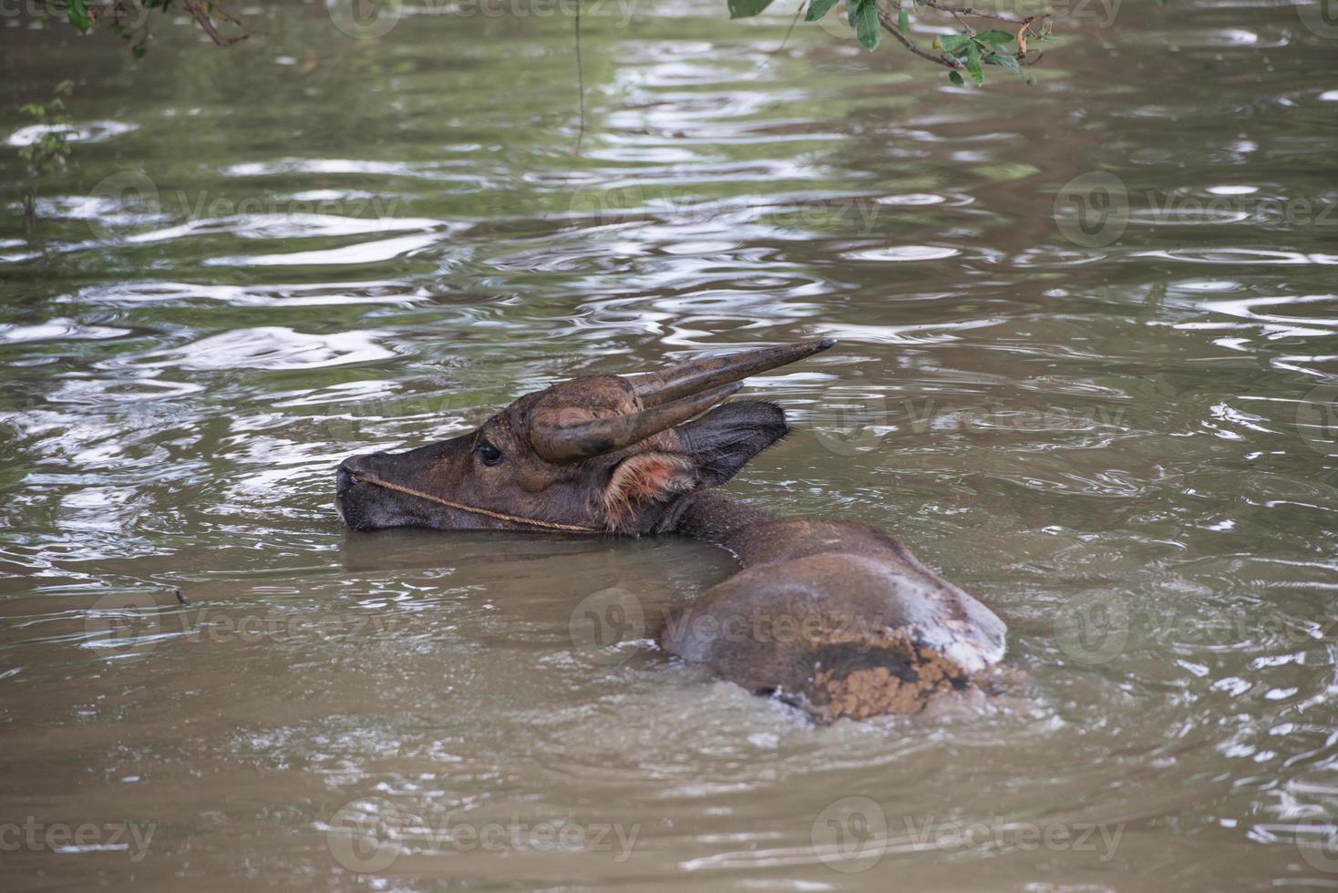 buffel is spelen water, Thailand foto