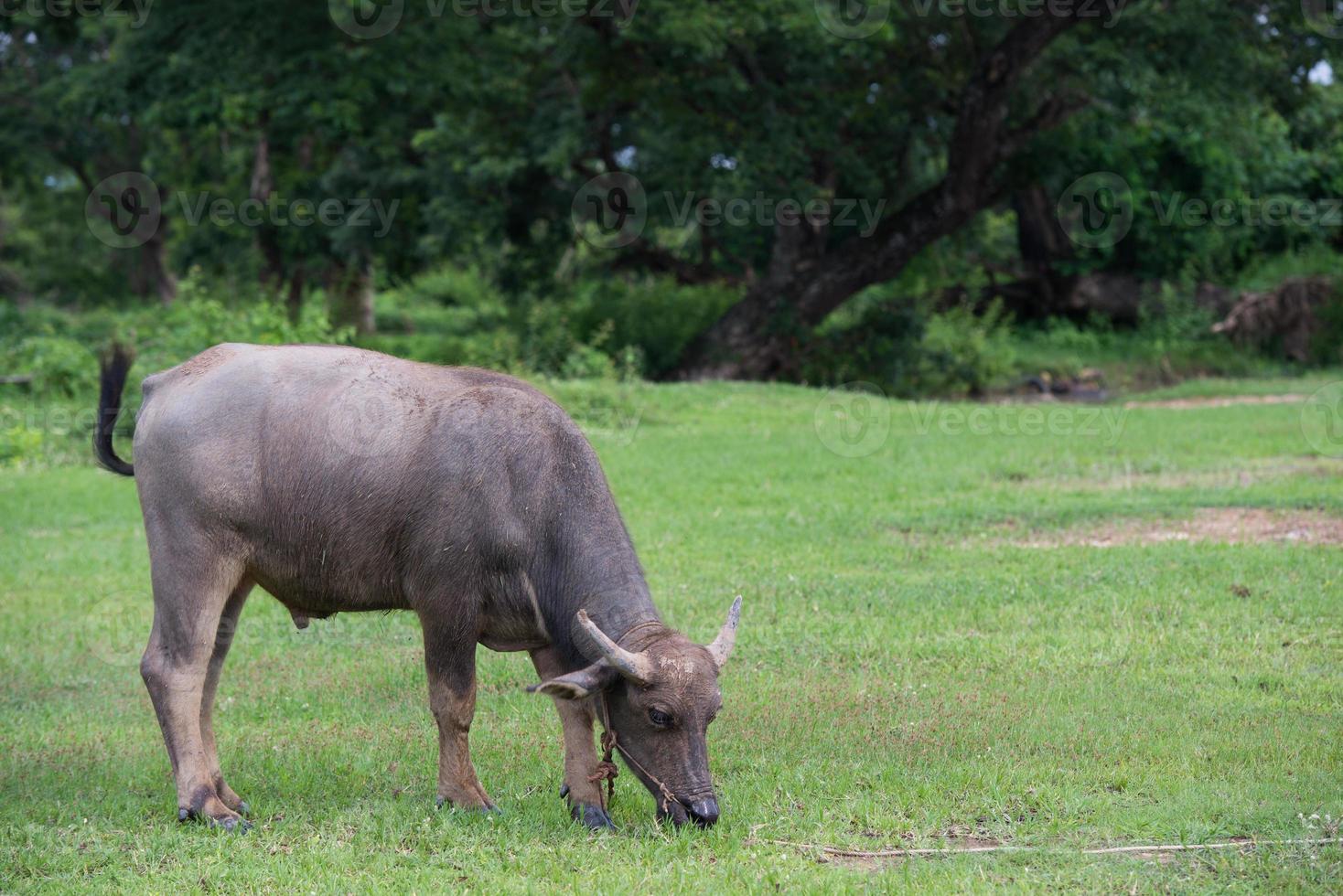 buffel in veld, Thailand 7 foto