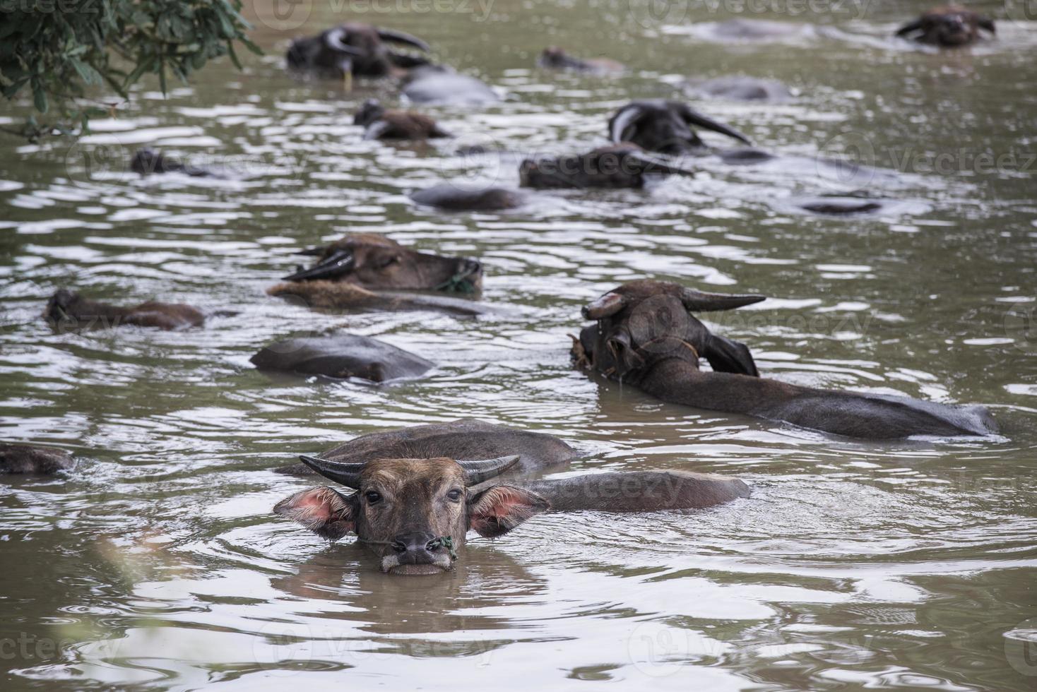 een groep van buffel zijn spelen water, Thailand foto