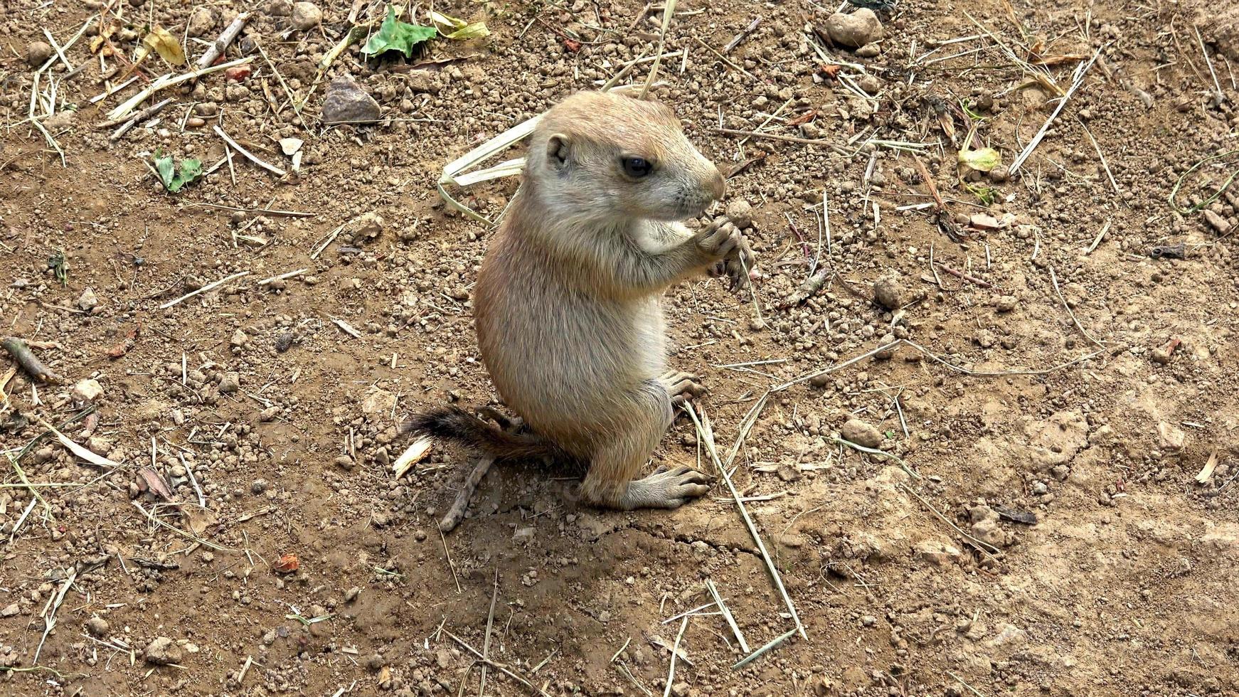 zwartstaart prairie hond cynomys ludovicianus foto