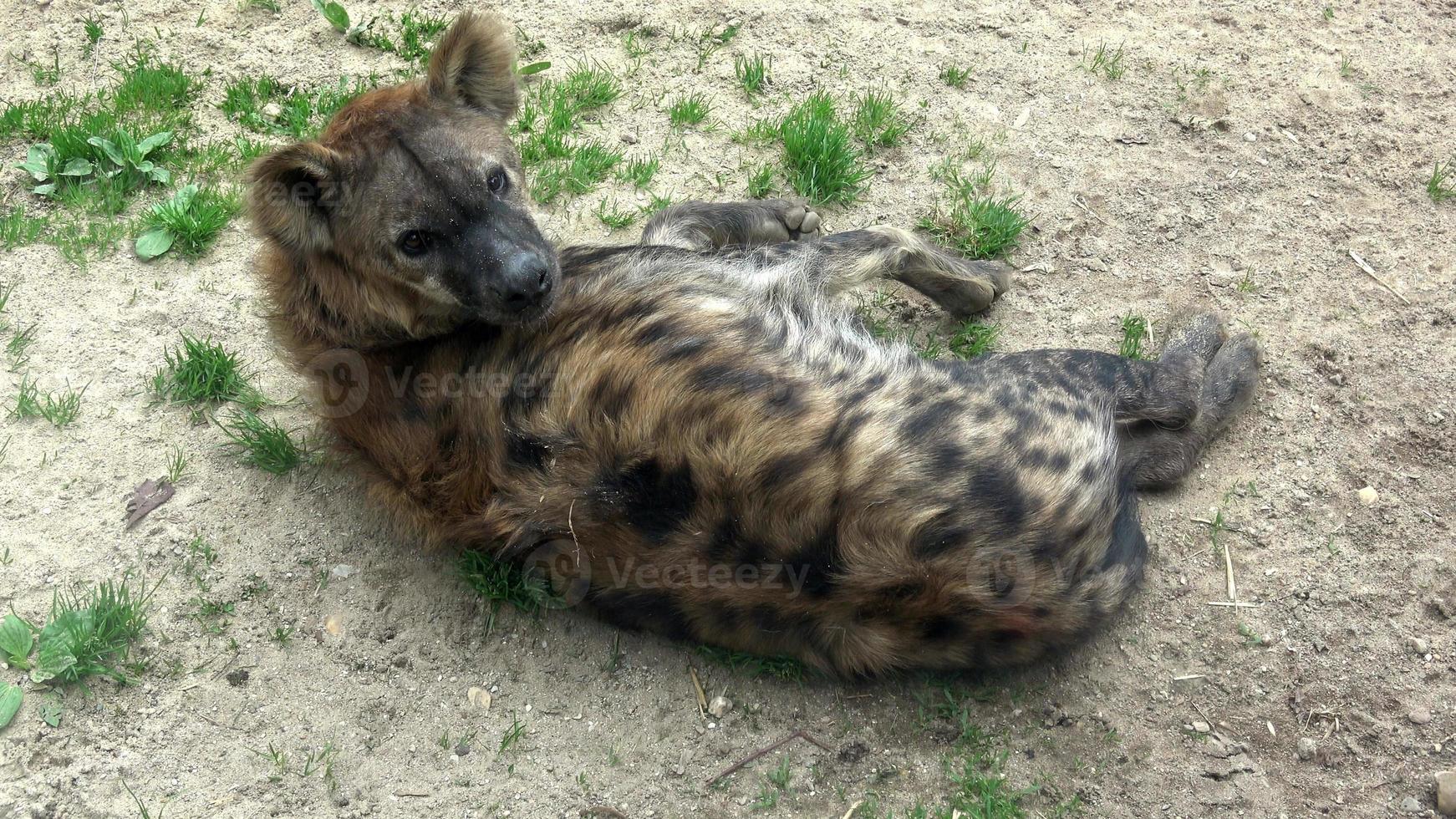 gevlekte hyena zit crocuta crocuta foto