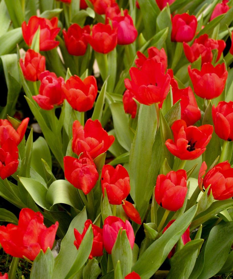 groep rode tulpen foto