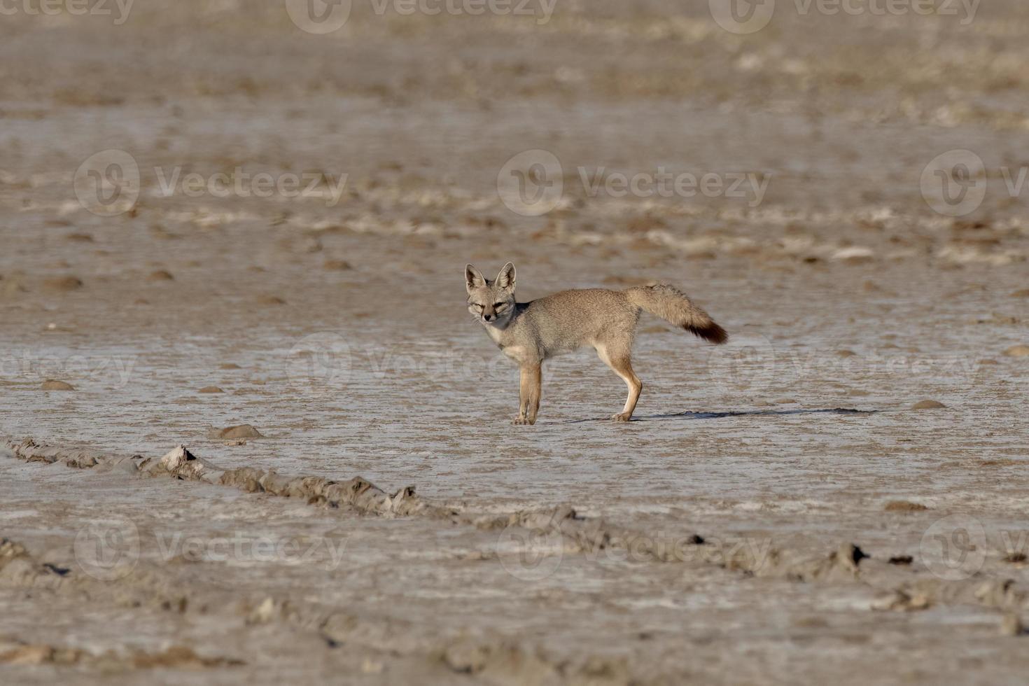 Bengalen vos ook bekend net zo de Indisch vos of vulpes bengalensis foto