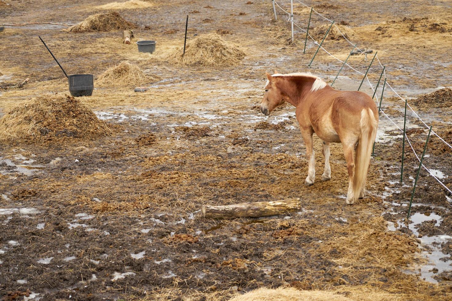 een paard op een boerderij in een buitenverblijf foto